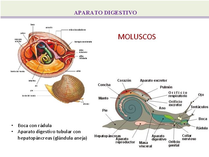 APARATO DIGESTIVO MOLUSCOS • Boca con rádula • Aparato digestivo tubular con hepatopáncreas (glándula