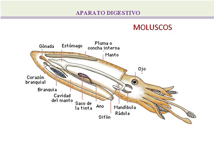 APARATO DIGESTIVO MOLUSCOS 