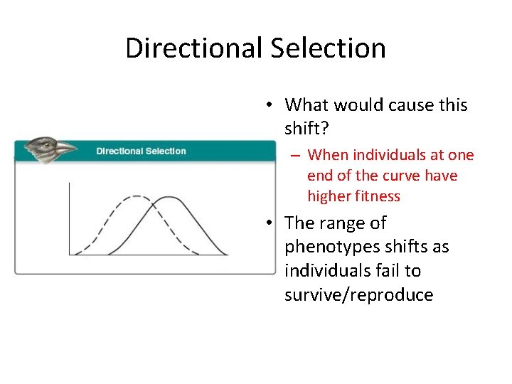 Directional Selection • What would cause this shift? – When individuals at one end