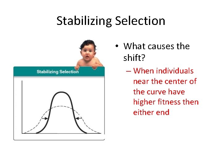 Stabilizing Selection • What causes the shift? – When individuals near the center of