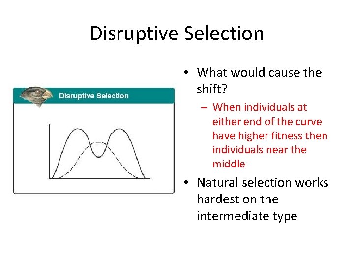 Disruptive Selection • What would cause the shift? – When individuals at either end