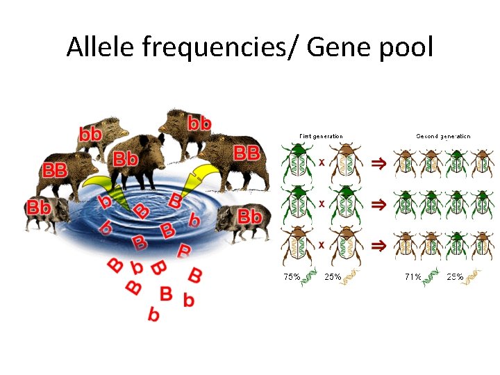 Allele frequencies/ Gene pool 