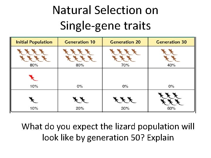 Natural Selection on Single-gene traits What do you expect the lizard population will look