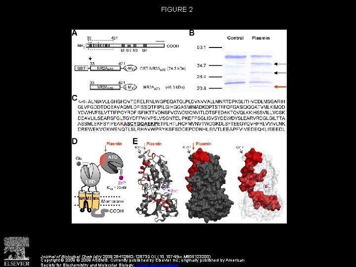 FIGURE 2 Journal of Biological Chemistry 2009 28412862 -12873 DOI: (10. 1074/jbc. M 805123200)