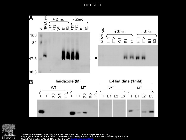FIGURE 3 Journal of Biological Chemistry 2009 28412862 -12873 DOI: (10. 1074/jbc. M 805123200)