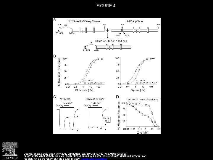 FIGURE 4 Journal of Biological Chemistry 2009 28412862 -12873 DOI: (10. 1074/jbc. M 805123200)