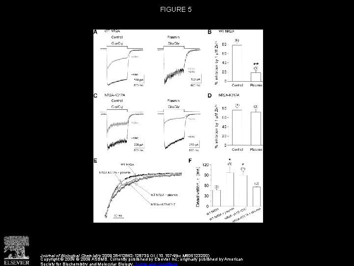 FIGURE 5 Journal of Biological Chemistry 2009 28412862 -12873 DOI: (10. 1074/jbc. M 805123200)