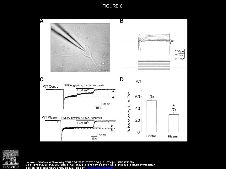 FIGURE 6 Journal of Biological Chemistry 2009 28412862 -12873 DOI: (10. 1074/jbc. M 805123200)
