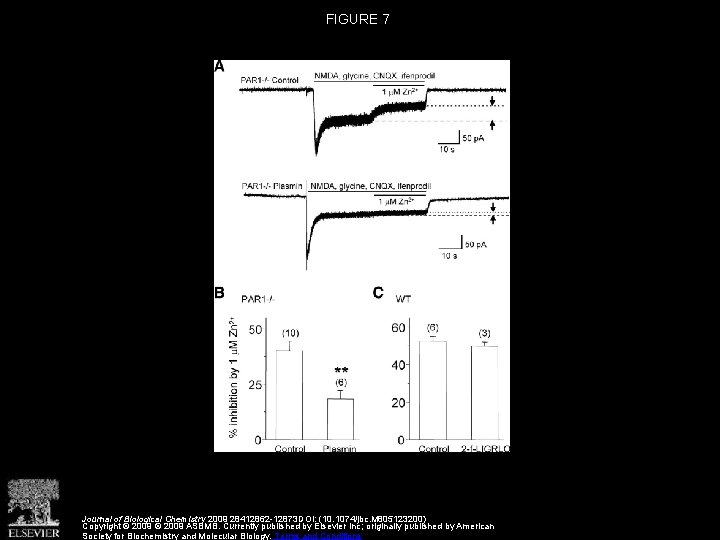 FIGURE 7 Journal of Biological Chemistry 2009 28412862 -12873 DOI: (10. 1074/jbc. M 805123200)