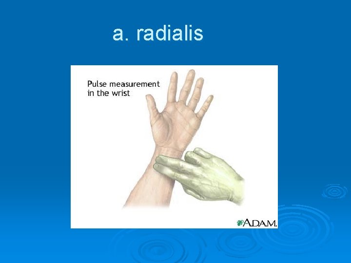 a. radialis 