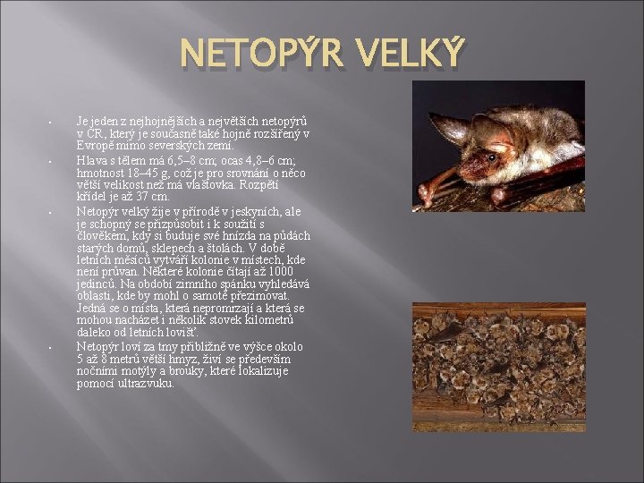 NETOPÝR VELKÝ • • Je jeden z nejhojnějších a největších netopýrů v ČR, který