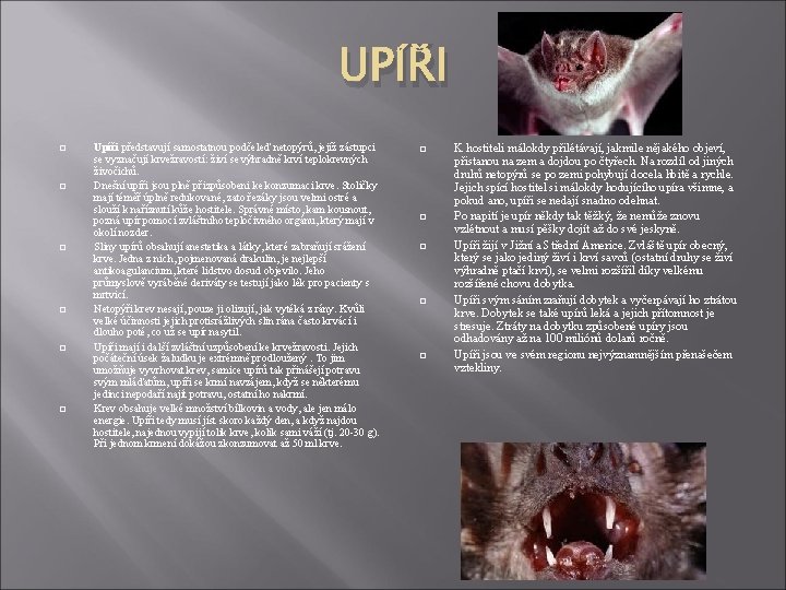 UPÍŘI Upíři představují samostatnou podčeleď netopýrů, jejíž zástupci se vyznačují krvežravostí: živí se výhradně
