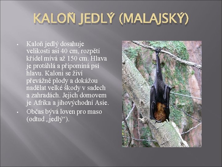 KALOŇ JEDLÝ (MALAJSKÝ) • • Kaloň jedlý dosahuje velikosti asi 40 cm, rozpětí křídel