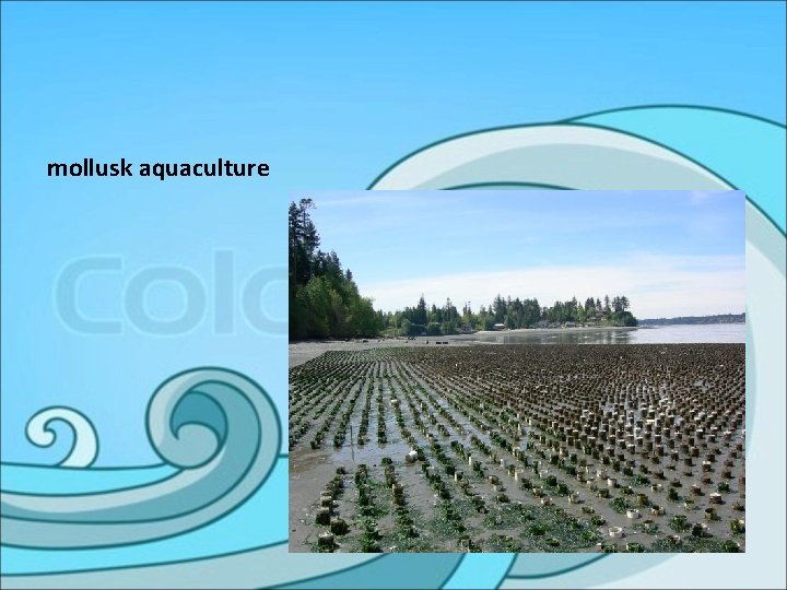 mollusk aquaculture 