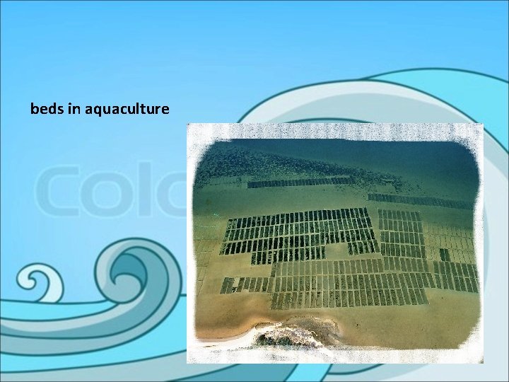 beds in aquaculture 