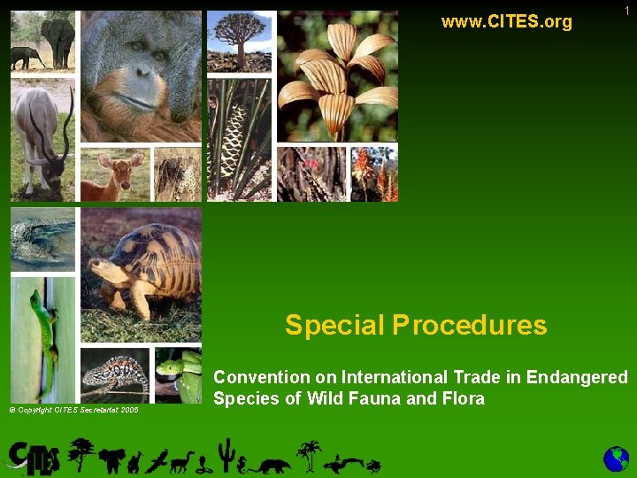 www. CITES. org 1 Special Procedures © Copyright CITES Secretariat 2005 Convention on International