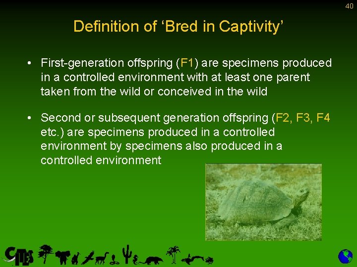 40 Definition of ‘Bred in Captivity’ • First-generation offspring (F 1) are specimens produced