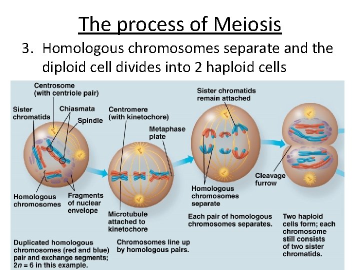 The process of Meiosis 3. Homologous chromosomes separate and the diploid cell divides into
