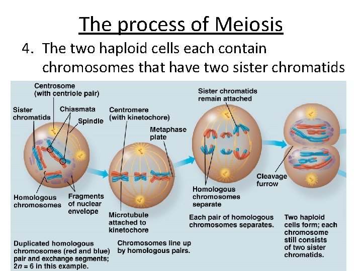 The process of Meiosis 4. The two haploid cells each contain chromosomes that have