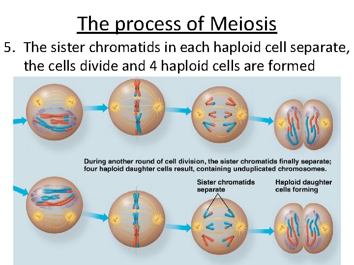 The process of Meiosis 5. The sister chromatids in each haploid cell separate, the