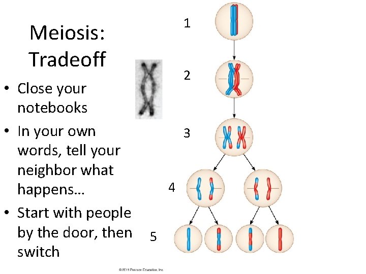 1 Meiosis: Tradeoff • Close your notebooks • In your own words, tell your