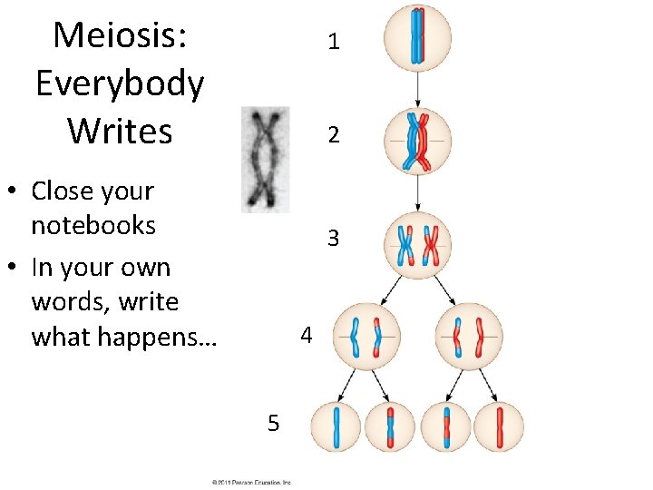Meiosis: Everybody Writes 1 2 • Close your notebooks • In your own words,