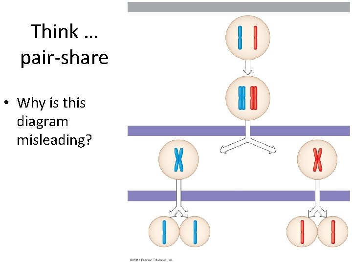 Think … pair-share • Why is this diagram misleading? 