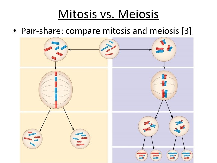 Mitosis vs. Meiosis • Pair-share: compare mitosis and meiosis [3] 