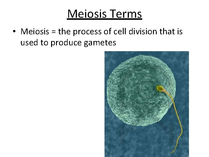 Meiosis Terms • Meiosis = the process of cell division that is used to