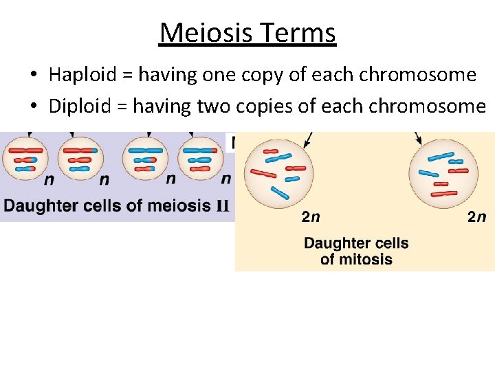 Meiosis Terms • Haploid = having one copy of each chromosome • Diploid =