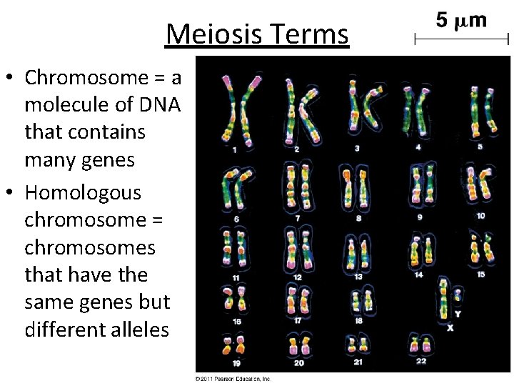 Meiosis Terms • Chromosome = a molecule of DNA that contains many genes •