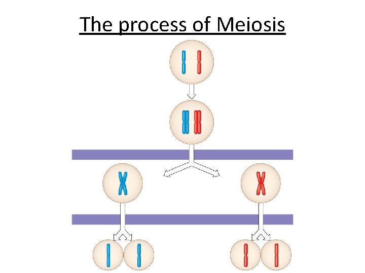 The process of Meiosis 