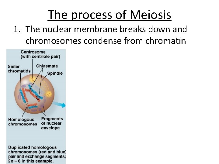 The process of Meiosis 1. The nuclear membrane breaks down and chromosomes condense from
