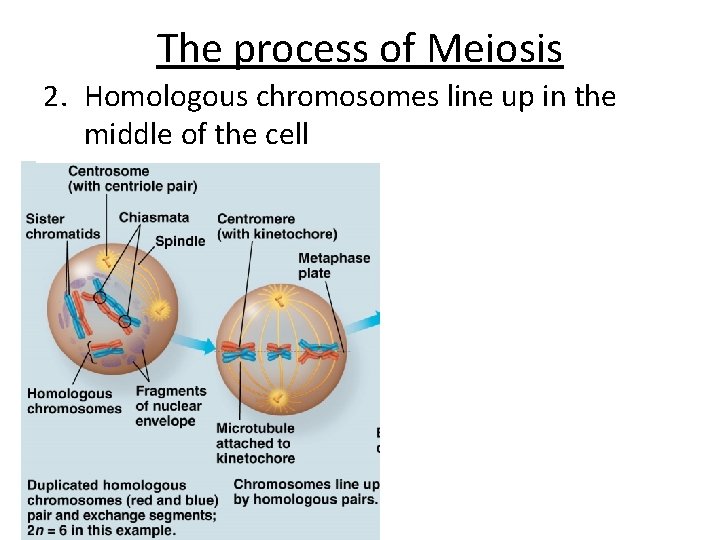 The process of Meiosis 2. Homologous chromosomes line up in the middle of the
