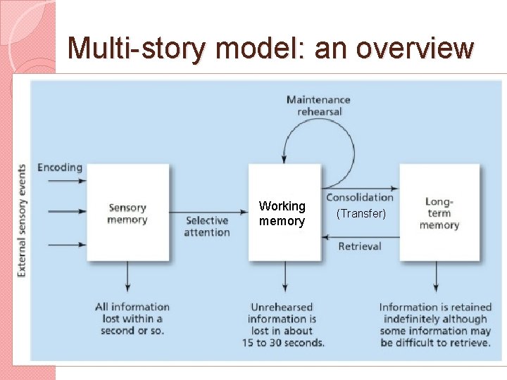 Multi-story model: an overview Working memory (Transfer) 