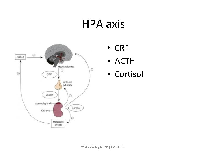 HPA axis • CRF • ACTH • Cortisol ©John Wiley & Sons, Inc. 2010