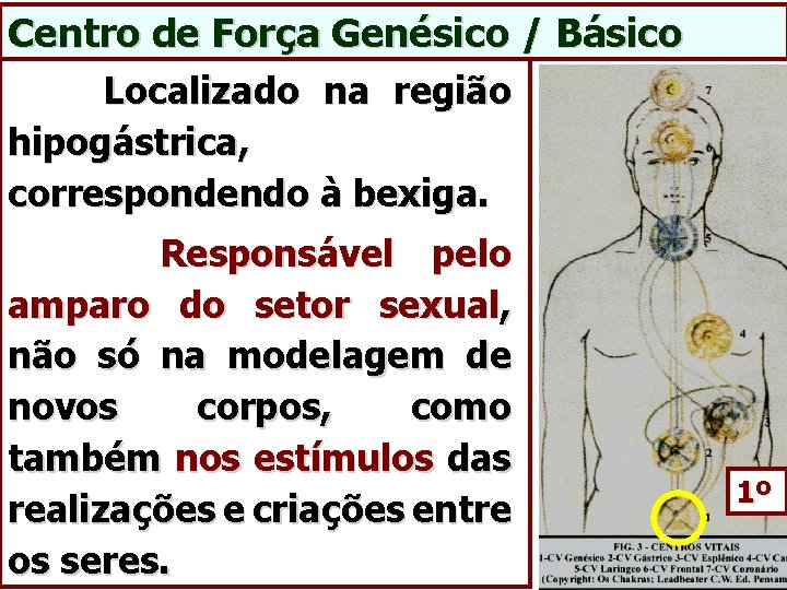 Centro de Força Genésico / Básico Localizado na região hipogástrica, correspondendo à bexiga. Responsável