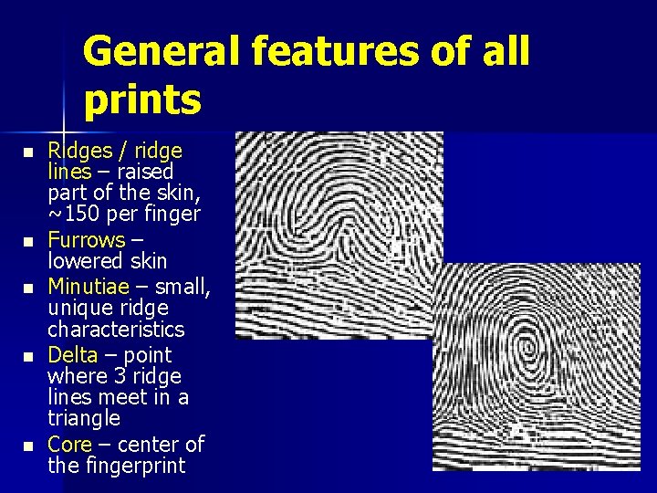 General features of all prints n n n Ridges / ridge lines – raised