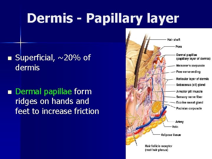 Dermis - Papillary layer n Superficial, ~20% of dermis n Dermal papillae form ridges