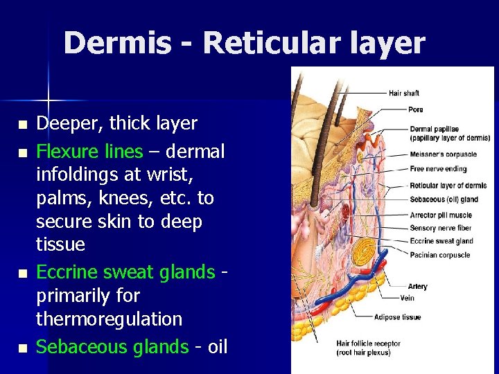 Dermis - Reticular layer n n Deeper, thick layer Flexure lines – dermal infoldings