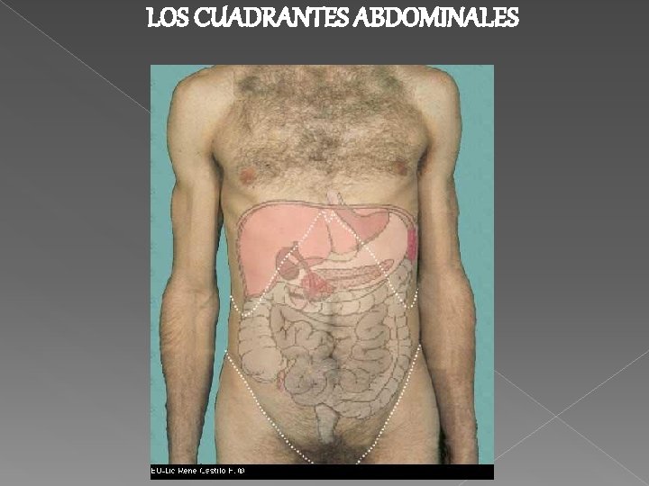 LOS CUADRANTES ABDOMINALES 