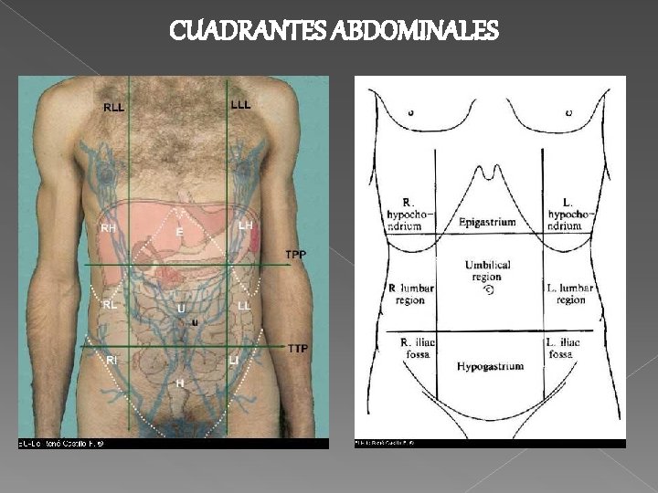 CUADRANTES ABDOMINALES 