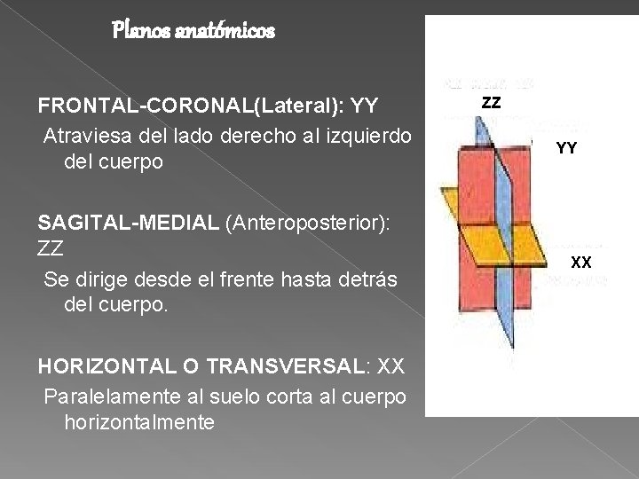 Planos anatómicos FRONTAL-CORONAL(Lateral): YY Atraviesa del lado derecho al izquierdo del cuerpo SAGITAL-MEDIAL (Anteroposterior):