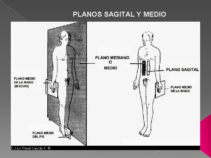 PLANOS SAGITAL Y MEDIO 