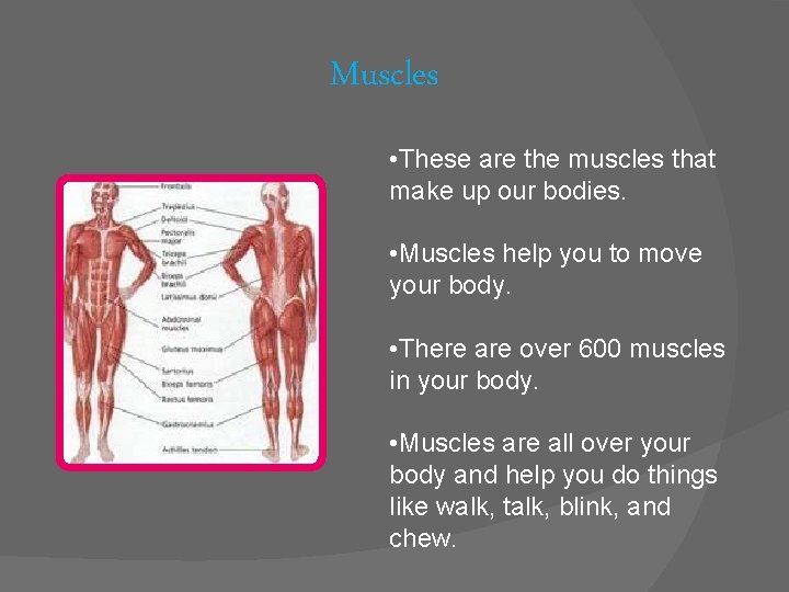 Muscles • These are the muscles that make up our bodies. • Muscles help