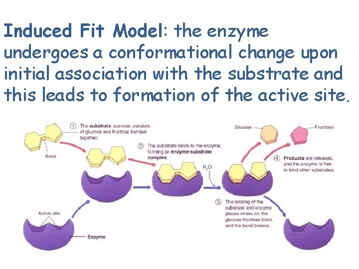Induced Fit Model: the enzyme undergoes a conformational change upon initial association with the