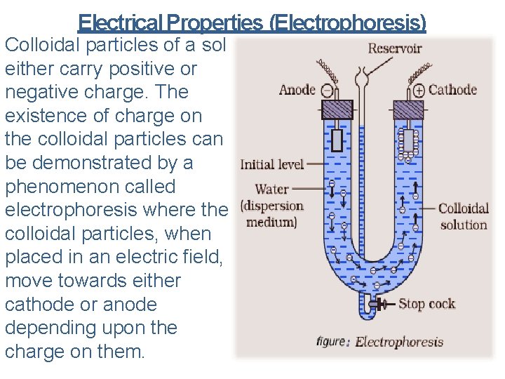 Electrical Properties (Electrophoresis) Colloidal particles of a sol either carry positive or negative charge.