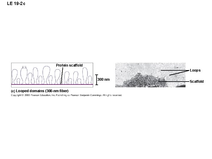 LE 19 -2 c Protein scaffold Loops 300 nm Looped domains (300 -nm fiber)