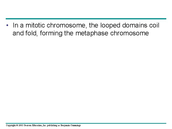  • In a mitotic chromosome, the looped domains coil and fold, forming the