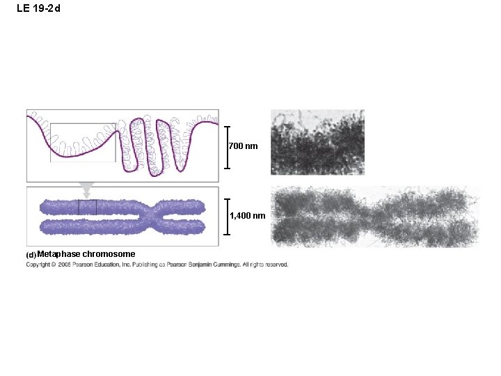 LE 19 -2 d 700 nm 1, 400 nm Metaphase chromosome 